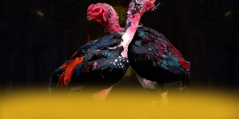 CONGA6789 – Cổng game bài uy tín, khẳng định vị thế hàng đầu tại Việt Nam.