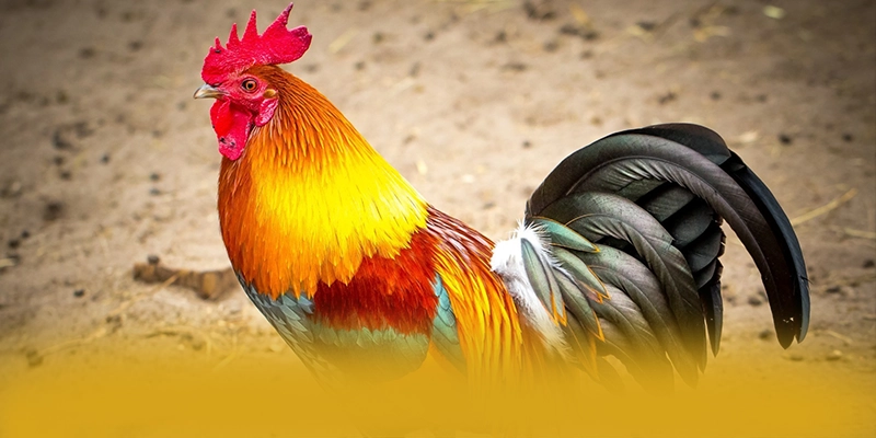 DAGA88 – Thương hiệu được nhiều người chơi lựa chọn, đang làm mưa làm gió trên thị trường.